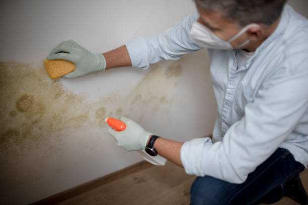 Best Attic Mold Removal  in Laurens, IA